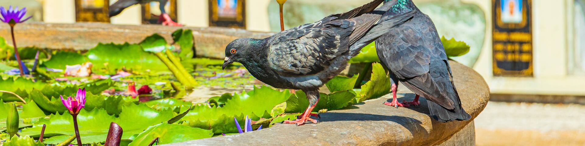 Pigeons on a stone ledge with lotus flowers and water lilies in a pond, with a building in the background.