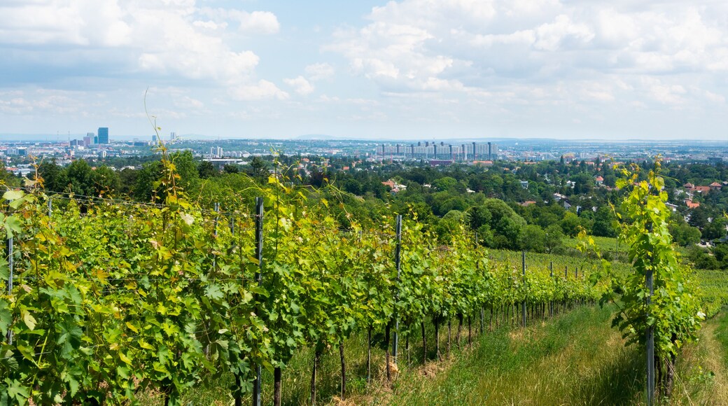 Wiener Hausberge im Süden: Blick auf Alterlaa und die Wohngebiete von Liesing.