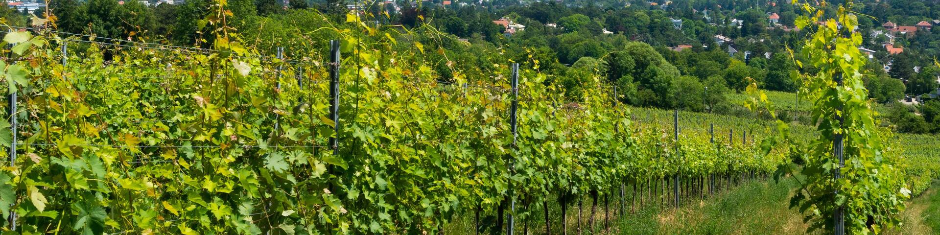 A vineyard with rows of grapevines, a cityscape in the background, and a partly cloudy sky.