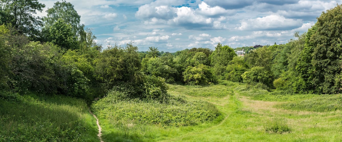 Un paysage verdoyant et luxuriant, avec un sentier de terre sinueux, des arbres denses et un ciel partiellement nuageux.