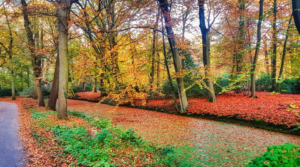 canal and park in fall colors the hague