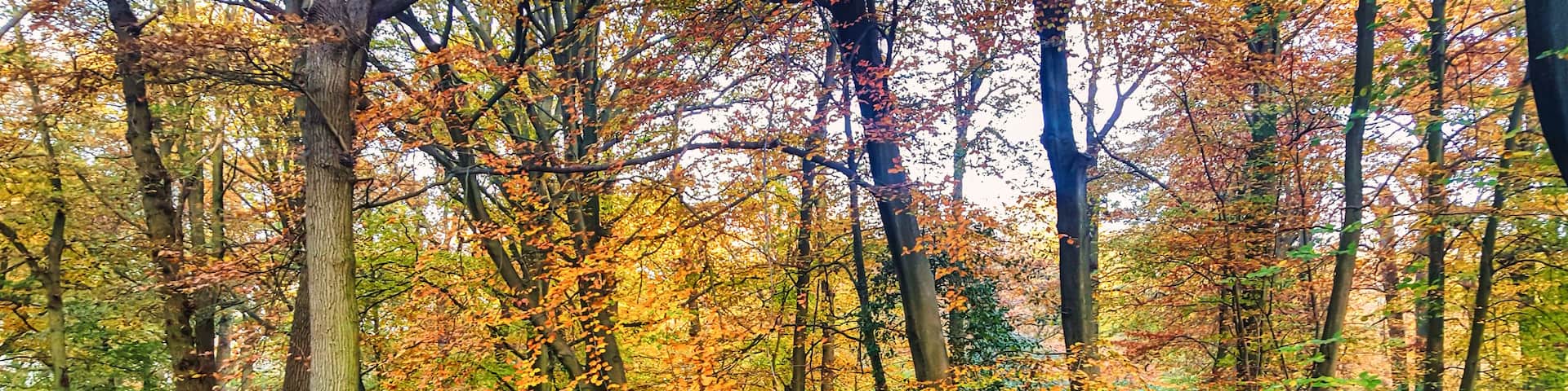 canal and park in fall colors the hague