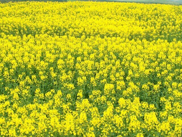Un campo lleno de flores amarillas.