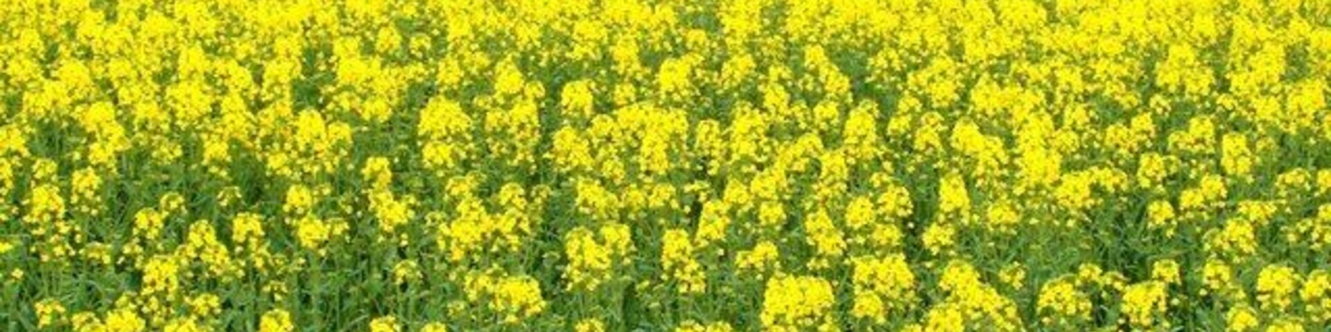 Un campo lleno de flores amarillas.