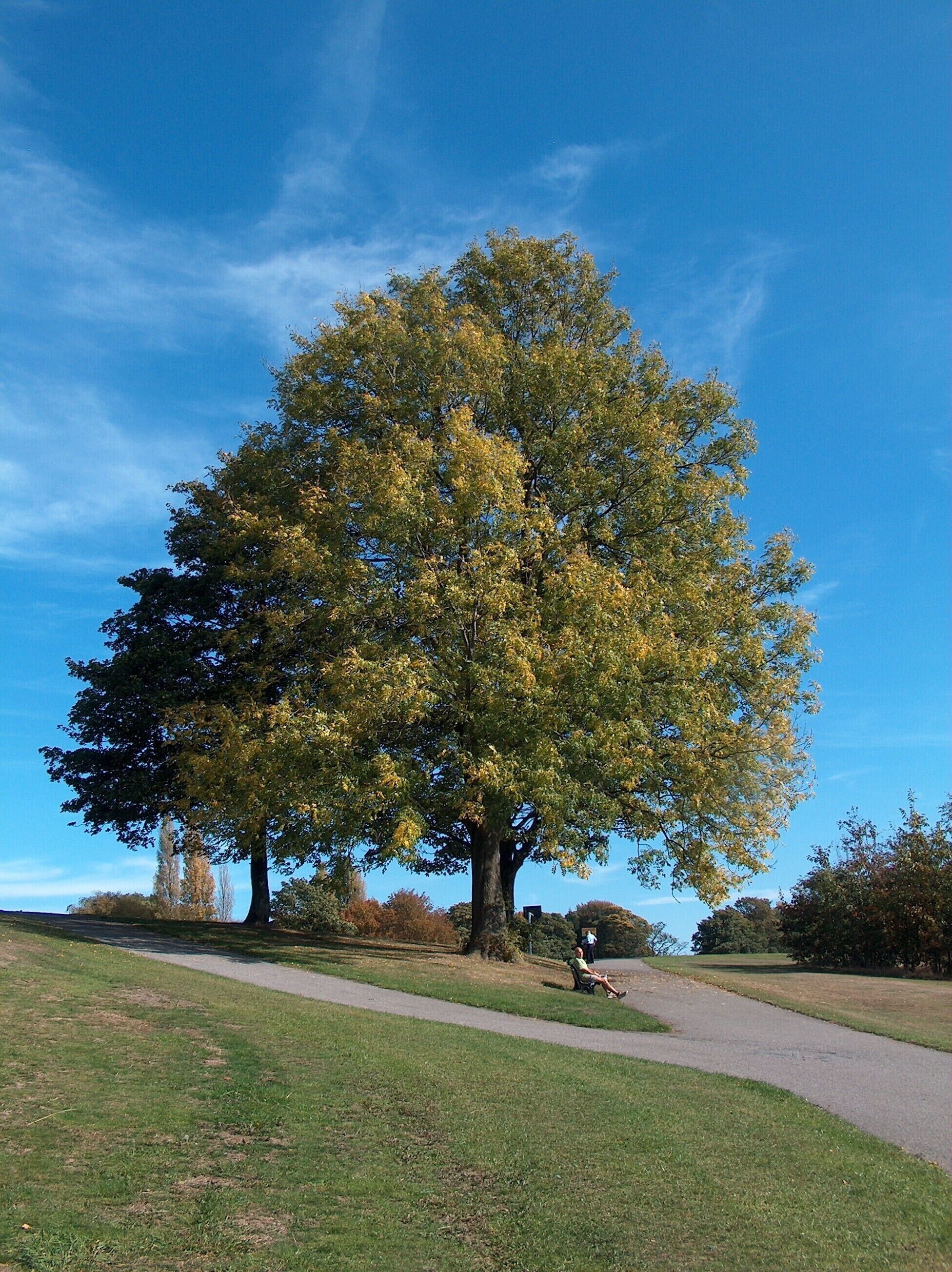 Tree in High Hazels Park, Handsworth Hill, Sheffield, Data from Geograph: Description: SK3987 :: Tree in High Hazels Park, Handsworth Hill, Sheffield, near to Sheffield City Airport, Sheffield, Great Britain ICBM: 53.38600820746, -1.404578904542 Location: (about 1 km from) near to Sheffield City Airport, Sheffield, Great Britain.