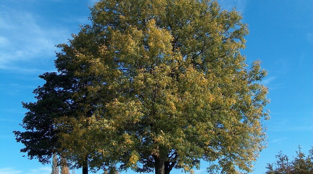 Tree in High Hazels Park, Handsworth Hill, Sheffield, Data from Geograph: Description: SK3987 :: Tree in High Hazels Park, Handsworth Hill, Sheffield, near to Sheffield City Airport, Sheffield, Great Britain ICBM: 53.38600820746, -1.404578904542 Location: (about 1 km from) near to Sheffield City Airport, Sheffield, Great Britain.