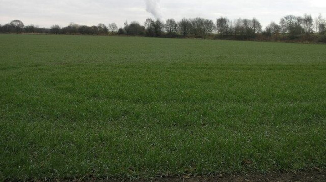 Smoking Tree. The line of trees follows the line of a disused railway. The tree isn't smoking but the Monckton coke plant in the distance is.