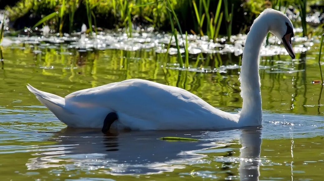 I waited for a long time to get the swan to position itself so I was facing almost in to the sun. I wanted the water drops to sparkle