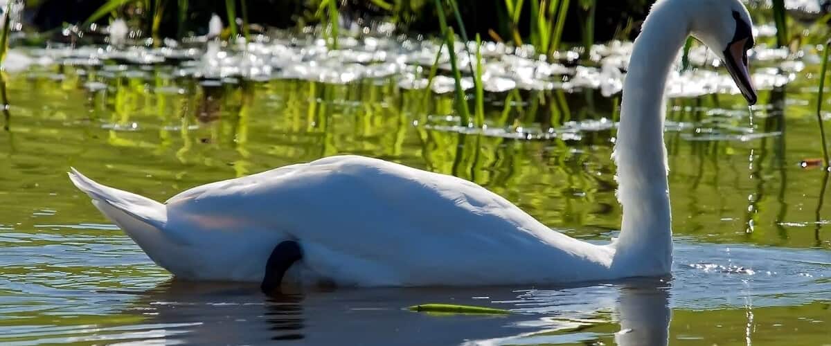 A white swan swimming in a pond with green vegetation in the background.