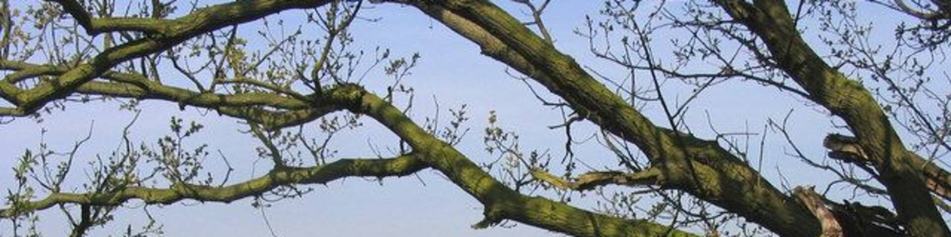 Horse Paddocks, Great Warley. Looking west from Bird Lane - part of St. Faith's Farm