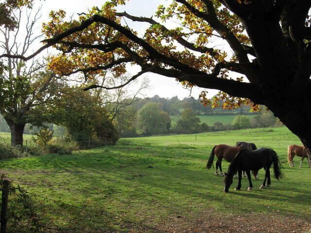 From Bird Lane looking West. Similar shot to 1559579 but alternative composition, The sentiment remains the same.