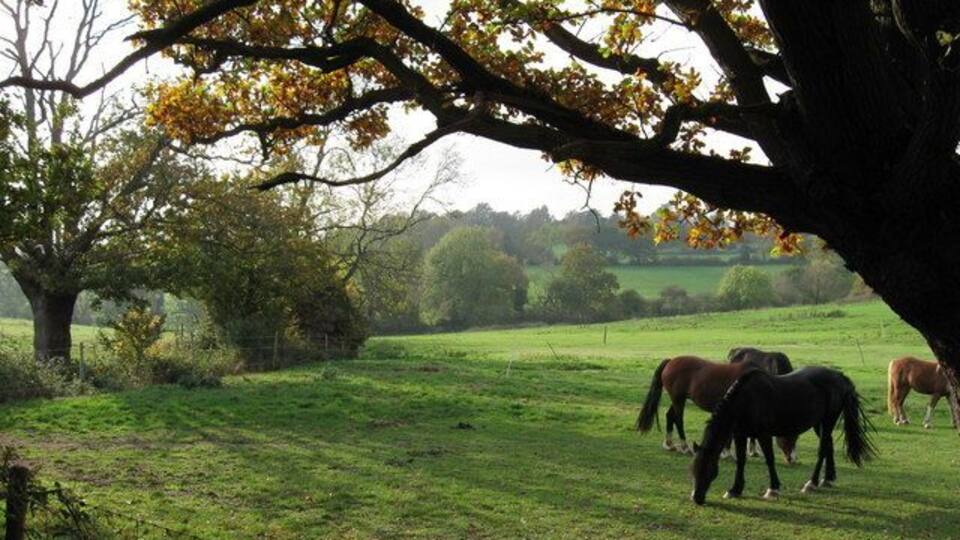 From Bird Lane looking West. Similar shot to 1559579 but alternative composition, The sentiment remains the same.