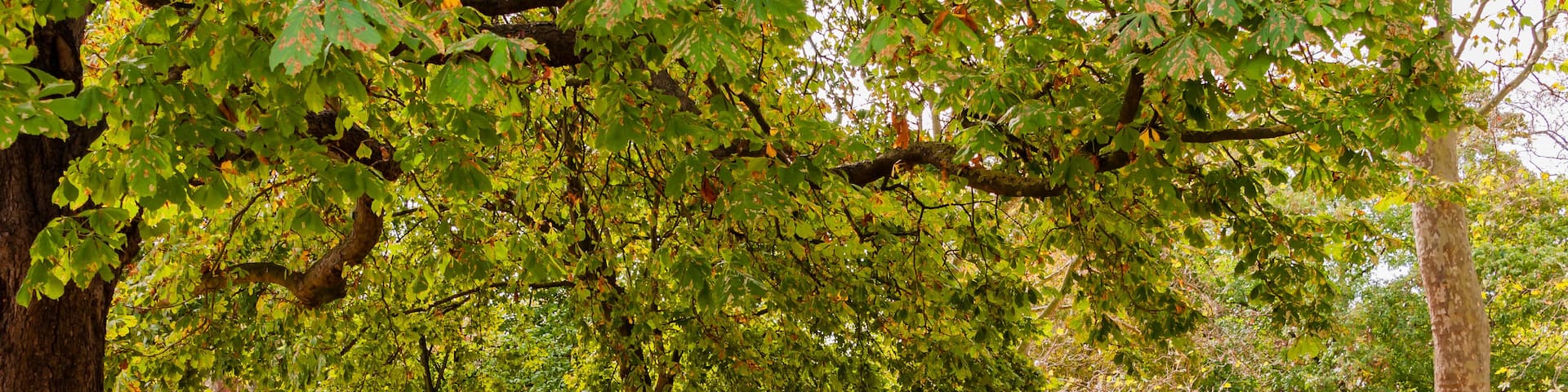 A park with trees, a gazebo, and fallen leaves on the ground.