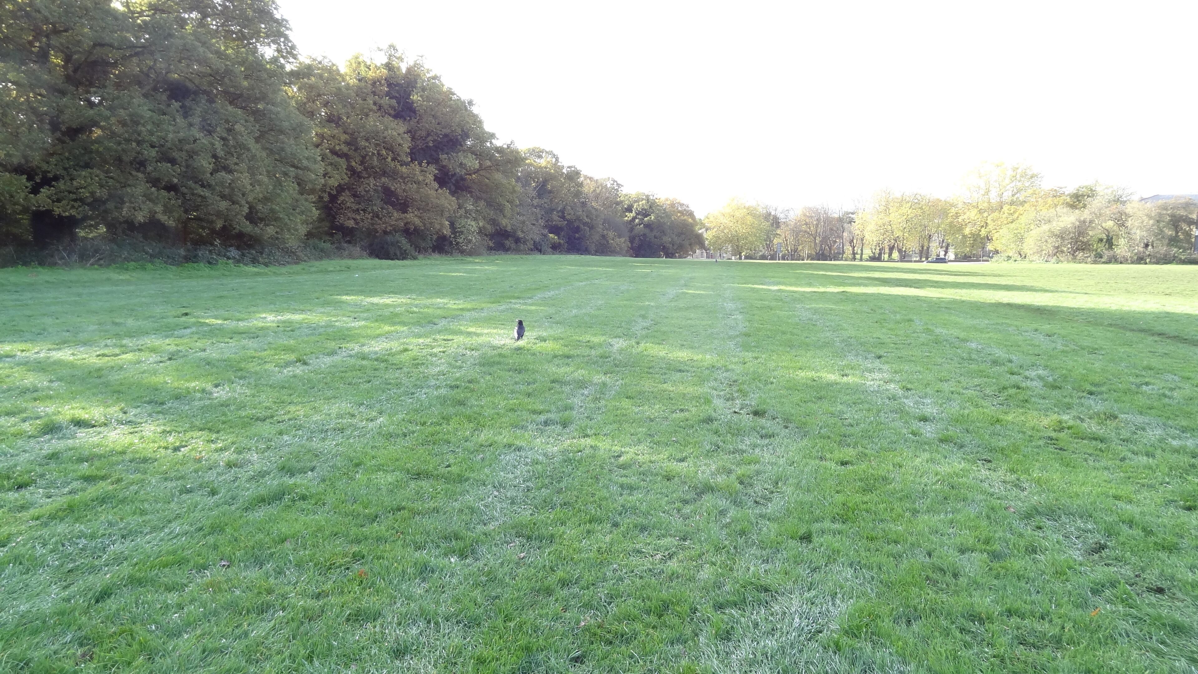 Eltham Common, Shooters Hill, London