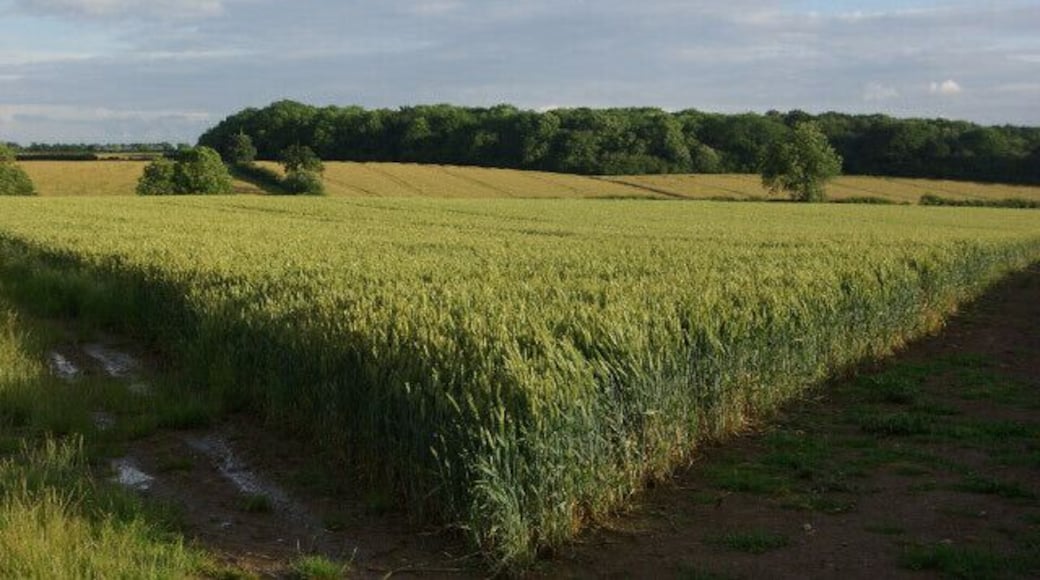 Farmland near Upper Benefield The footpath to Blackthorn Lodge passes along the edge of the wheat to the right of the picture.