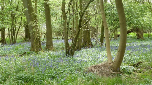 Glapthorn Cow Pasture is a biological Site of Special Scientific Interest east of Oundle in Northamptonshire. It is managed by the Wildlife Trust for Bedfordshire, Cambridgeshire and Northamptonshire.