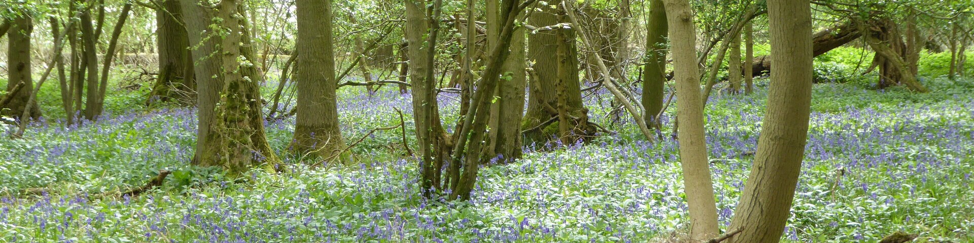 Glapthorn Cow Pasture is a biological Site of Special Scientific Interest east of Oundle in Northamptonshire. It is managed by the Wildlife Trust for Bedfordshire, Cambridgeshire and Northamptonshire.