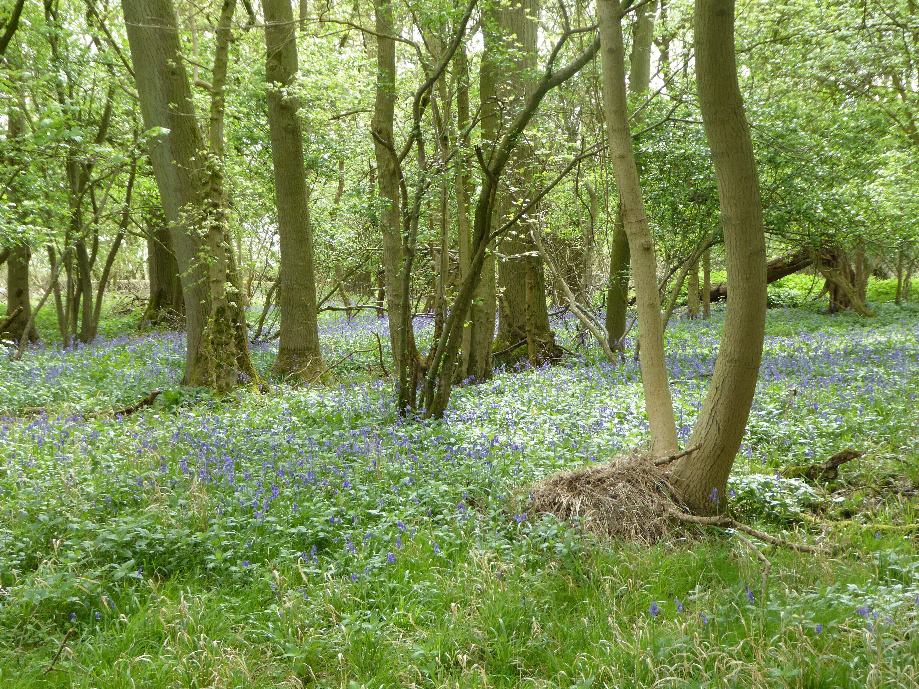 A forest with tall trees and a carpet of blue wildflowers.