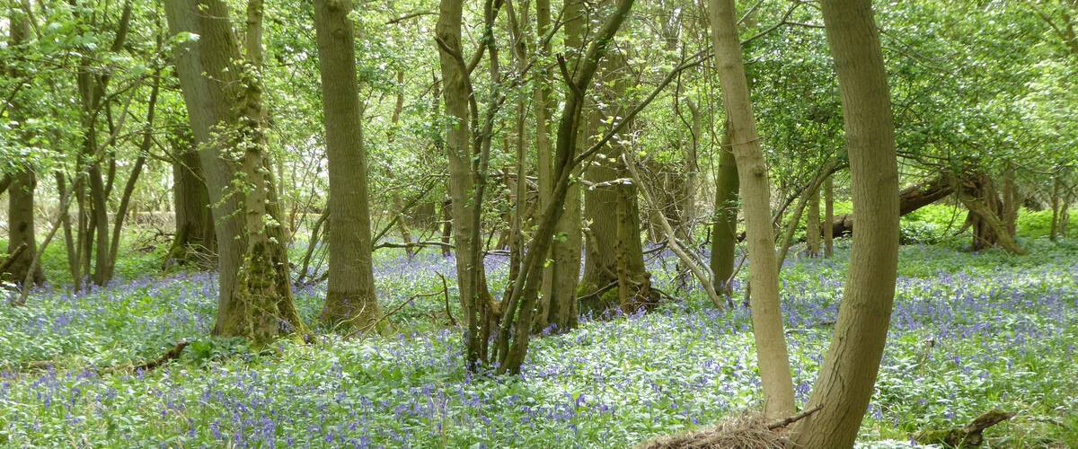 A forest with tall trees and a carpet of blue wildflowers.