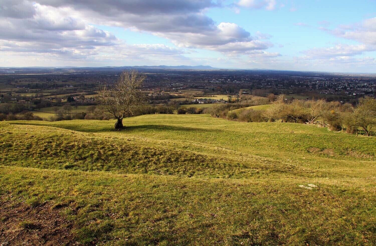 View across a field on Leckhampton Hill