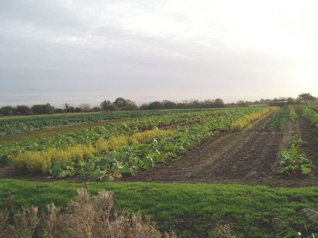 Wilkins' Road: golden privet and rhubarb!