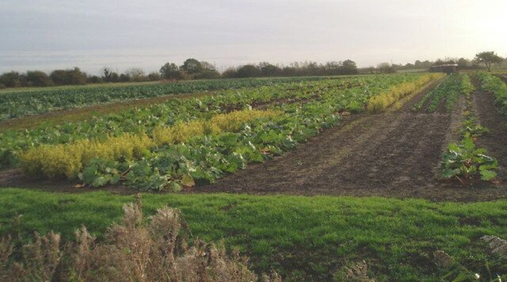 Wilkins' Road: golden privet and rhubarb!