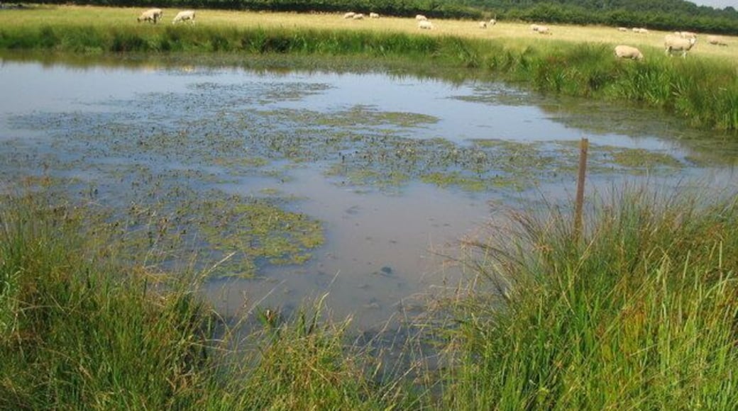pond at top of Firtree Hill Wilstead Wood beyond the sheep field boundary
