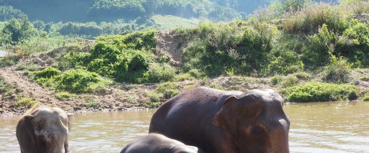 bathe with these gentle giants at Elephant Nature Park just outside of the city of Chiang Mai. Unlike too many other places, the elephants here do not have to carry tourists on their backs, perform tricks or paint pictures. They are rescued from street begging, illegal logging or from camps where they did have to ride with tourists before. If you like elephants, there is no better place to go and no better way to support the cause of free animals.
