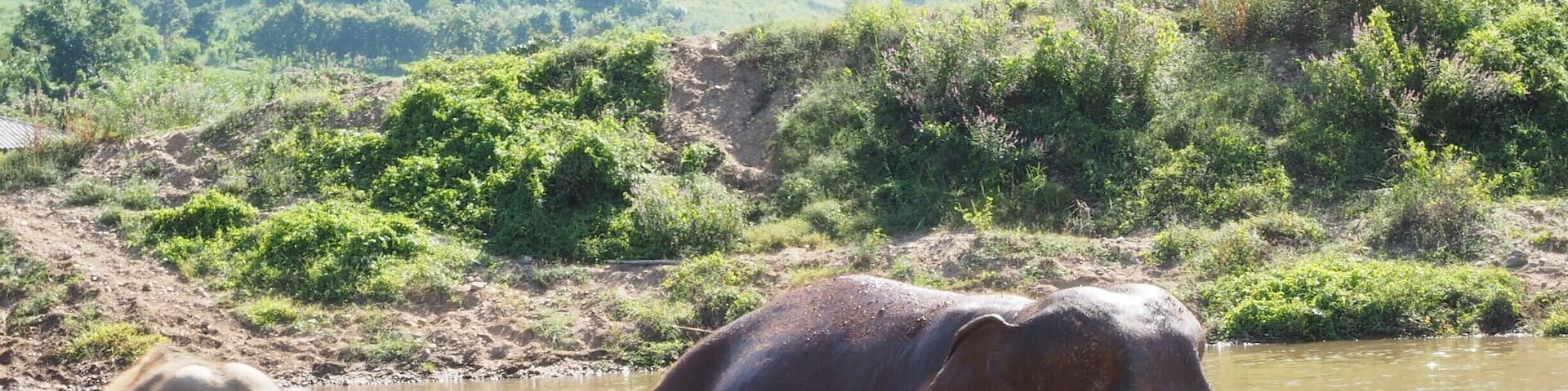 bathe with these gentle giants at Elephant Nature Park just outside of the city of Chiang Mai. Unlike too many other places, the elephants here do not have to carry tourists on their backs, perform tricks or paint pictures. They are rescued from street begging, illegal logging or from camps where they did have to ride with tourists before. If you like elephants, there is no better place to go and no better way to support the cause of free animals.