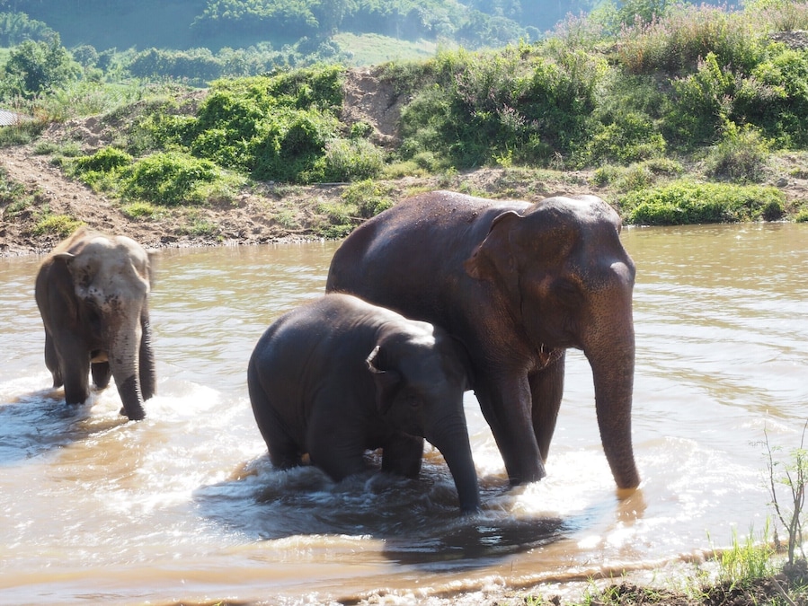 bathe with these gentle giants at Elephant Nature Park just outside of the city of Chiang Mai. Unlike too many other places, the elephants here do not have to carry tourists on their backs, perform tricks or paint pictures. They are rescued from street begging, illegal logging or from camps where they did have to ride with tourists before. If you like elephants, there is no better place to go and no better way to support the cause of free animals.