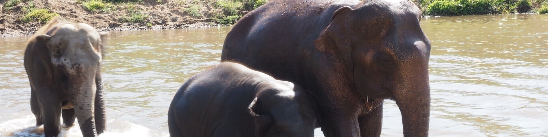 bathe with these gentle giants at Elephant Nature Park just outside of the city of Chiang Mai. Unlike too many other places, the elephants here do not have to carry tourists on their backs, perform tricks or paint pictures. They are rescued from street begging, illegal logging or from camps where they did have to ride with tourists before. If you like elephants, there is no better place to go and no better way to support the cause of free animals.