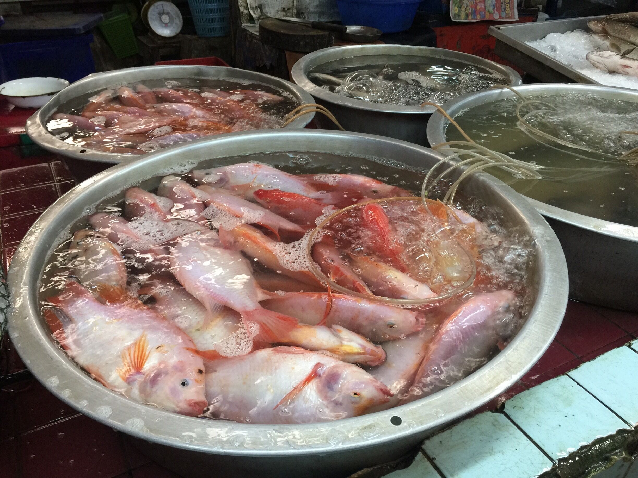 #market outside of Chiang Mai Thailand. The fish are kept alive until purchased. Talk about fresh! 