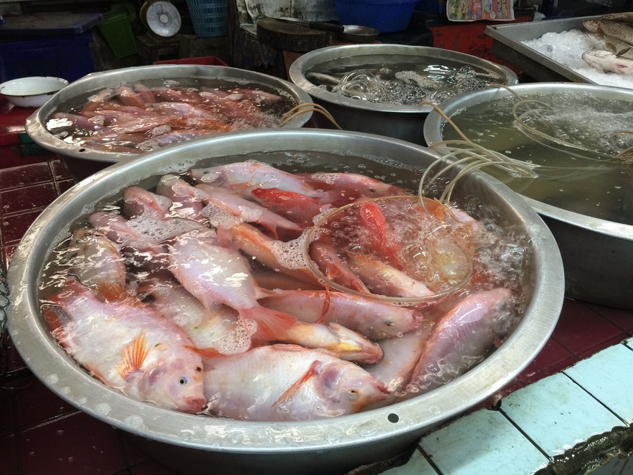 #market outside of Chiang Mai Thailand. The fish are kept alive until purchased. Talk about fresh!