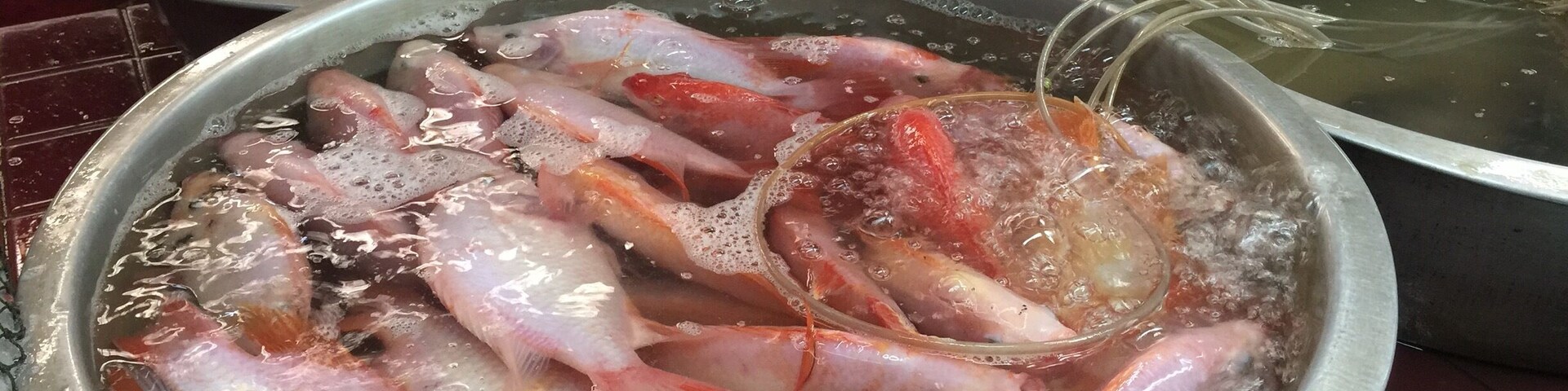 #market outside of Chiang Mai Thailand. The fish are kept alive until purchased. Talk about fresh!