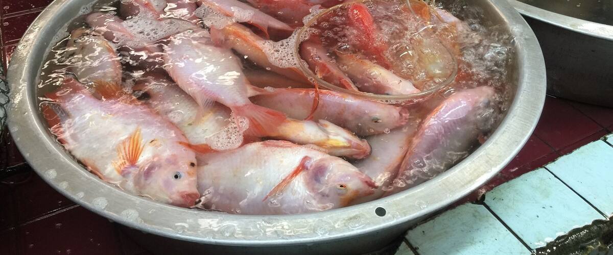 A variety of fish being prepared in large metal pots.