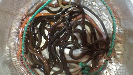 Baby eels kept alive to purchase at the #market outside of Chiang Mai, Thailand.