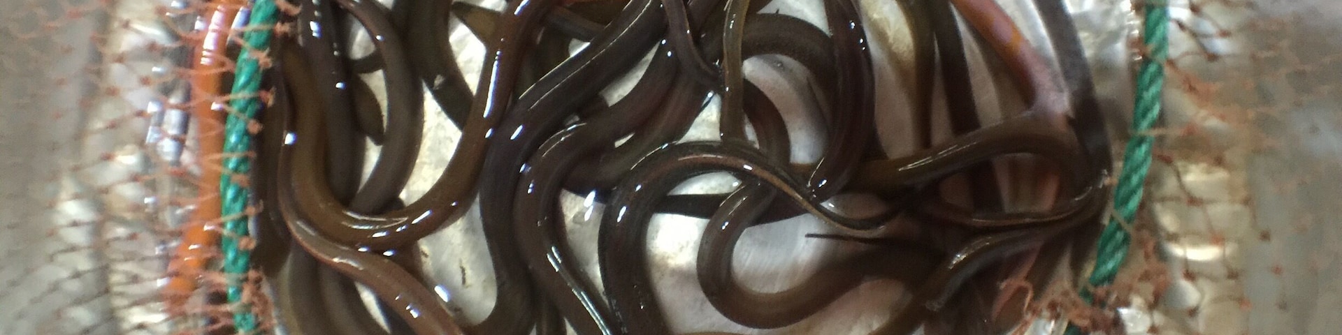 Baby eels kept alive to purchase at the #market outside of Chiang Mai, Thailand.
