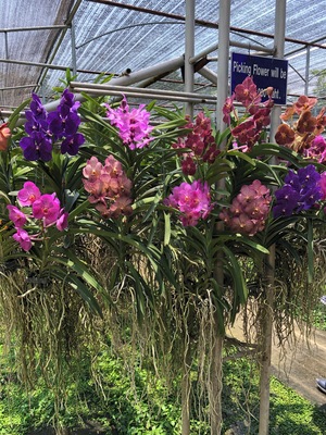 Chiang Mai