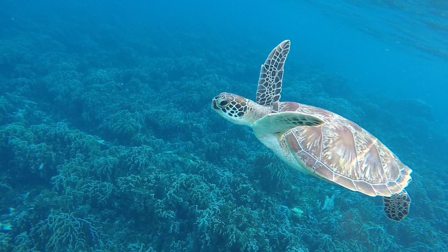 each year, 1 million seabirds and 100,000 marine animals die from ingesting plastic.
say no to plastic straws
for more info, please visit:
get-green-now.com
#expediabangkok
#lifeatexpedia
#thailand