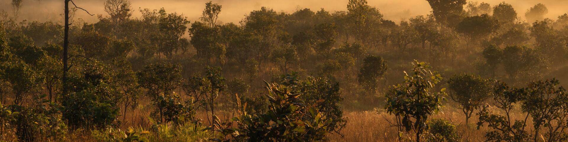 mountain peaks in morning fog - foggy morning over thailand moun