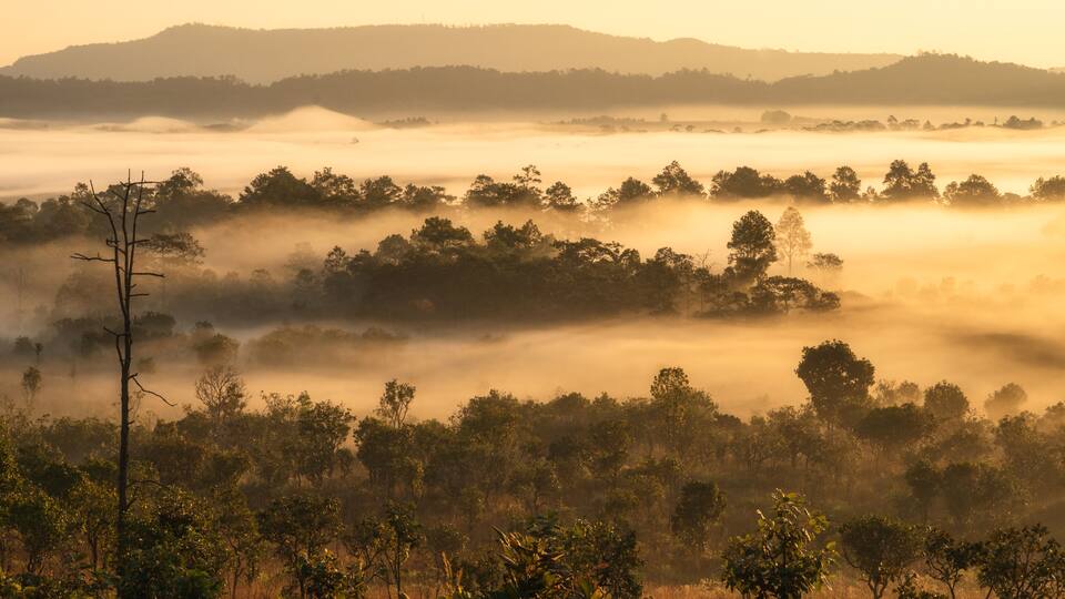 A misty landscape with trees and hills in the background.