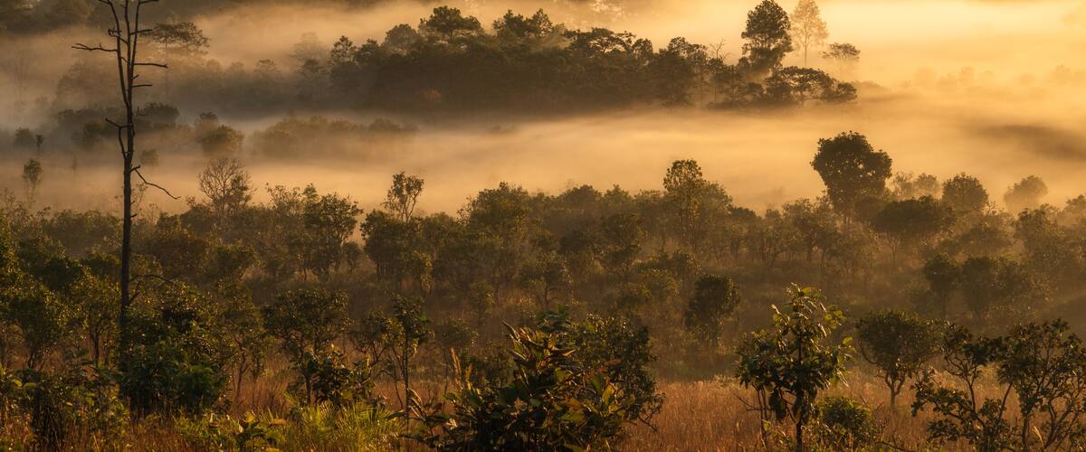 A misty landscape with trees and hills in the background.