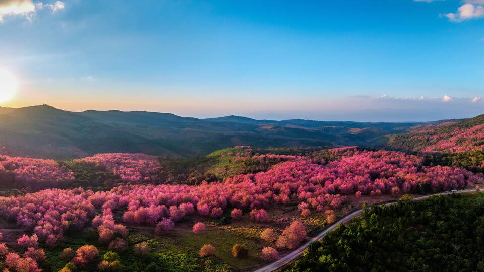 A valley with pink flowering trees and a winding road.