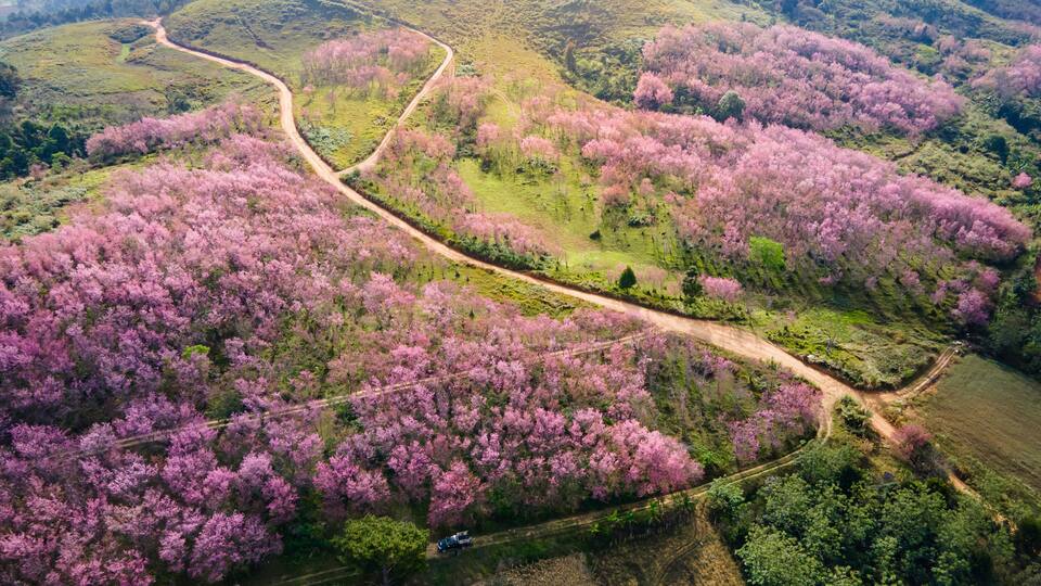 An aerial view of a valley with winding roads and clusters of pink flowering trees.