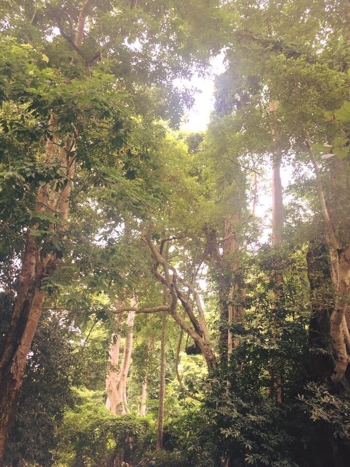 A dense forest with tall trees and thick underbrush.