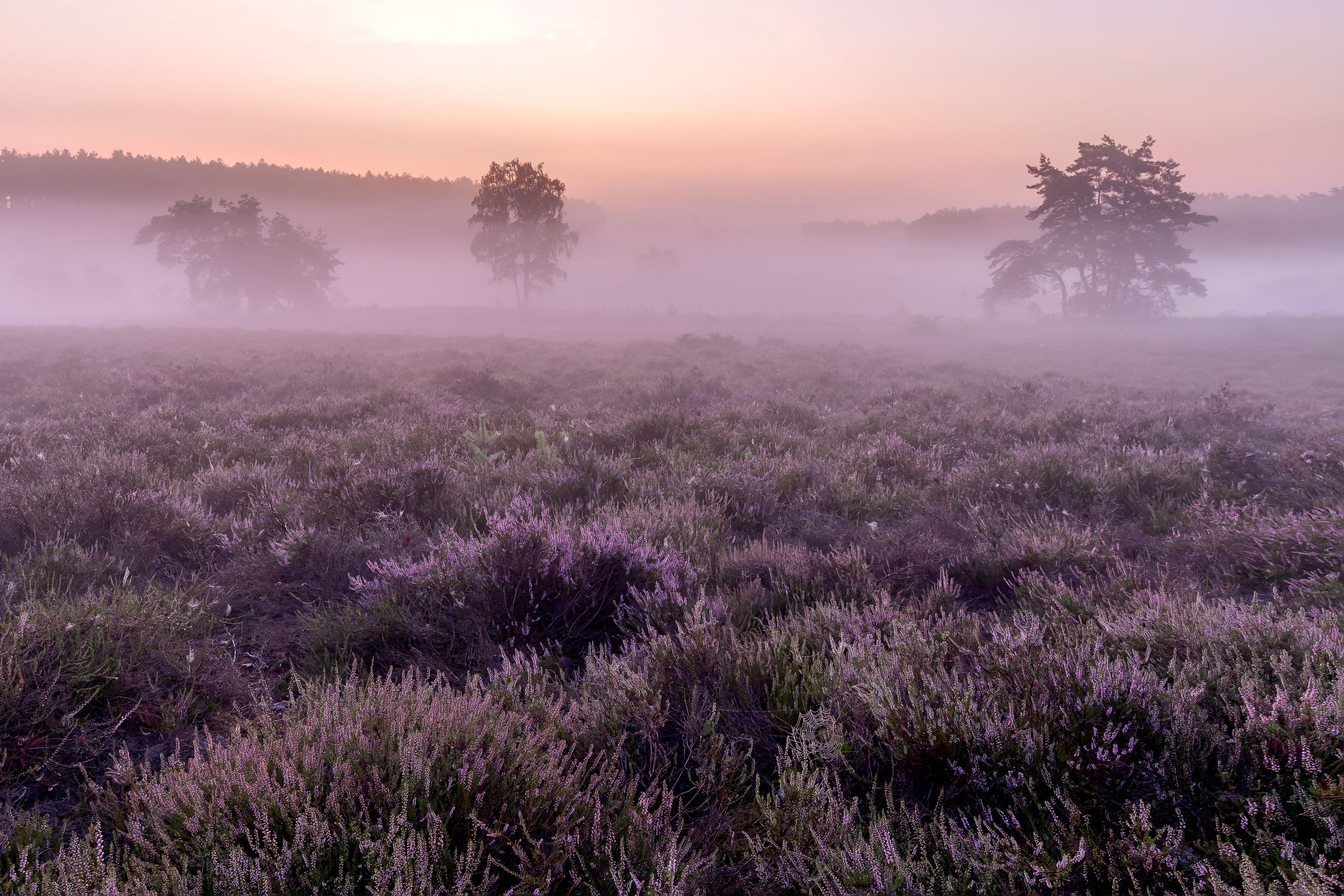 Un paysage brumeux, parsemé de bruyère violette et où les arbres se découpent en silhouette sur le ciel d’un lever de soleil.