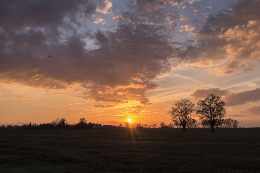 Un coucher de soleil sur un champ herbeux, avec des arbres se découpant en silhouette sur le ciel.