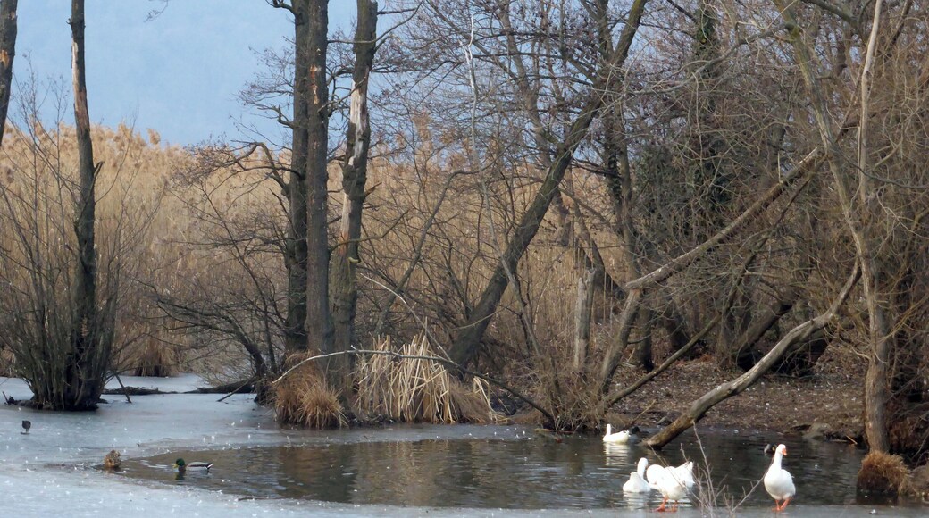 Lago di Segrino (Q49960544)