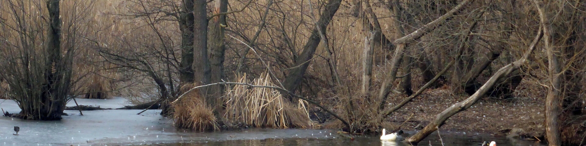 Lago di Segrino (Q49960544)