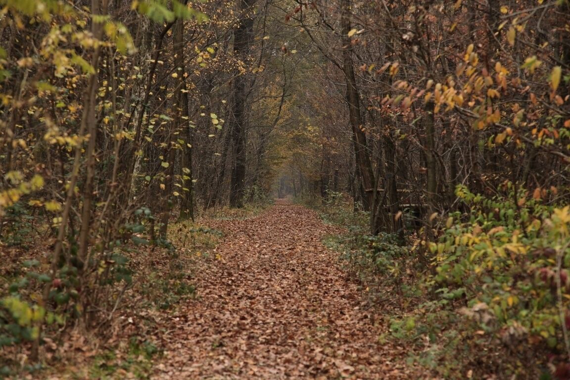 Parco Groane 11/2010